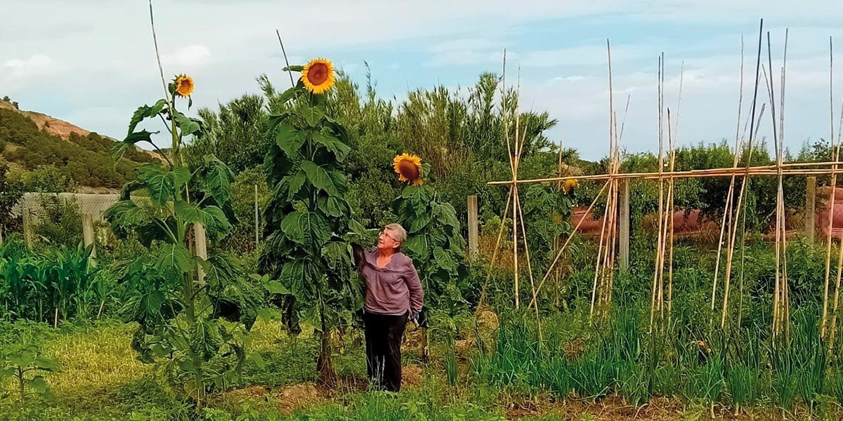 Eva Alonso Lorente con sus girasoles gigantes en la Mejana