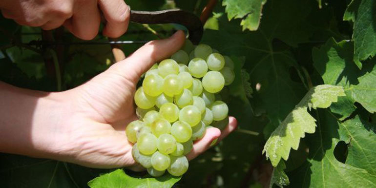 Un buen estado de la uva y la incertidumbre en el sector caracterizan a la vendimia que empieza en la Denominación de Origen Navarra en localidades de la Ribera Baja y Alta con variedades de uva blanca como la Chardonnay y la Moscatel de Grano Menudo